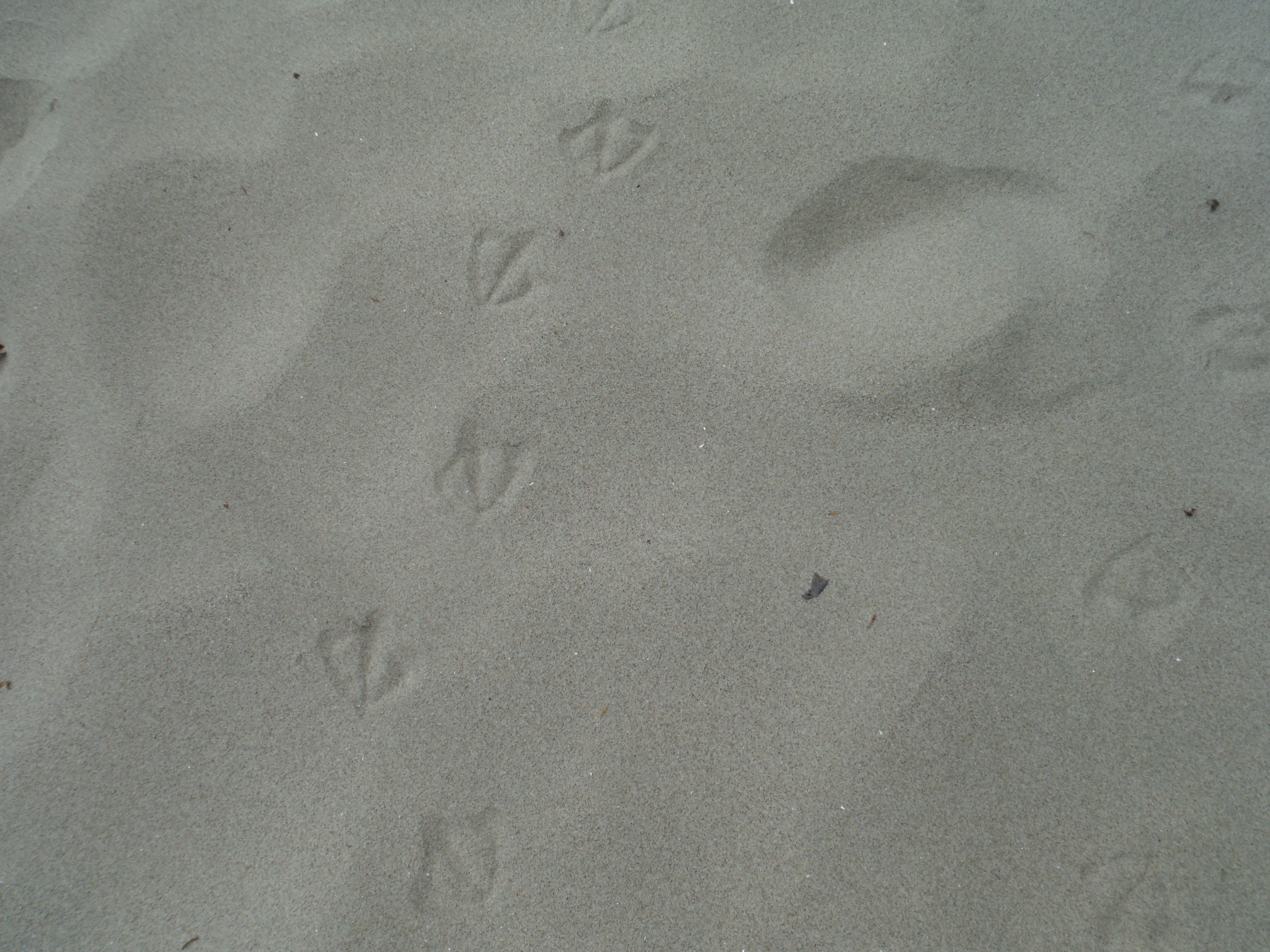 Beach day thumbnail